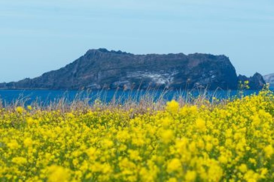 Île de Jeju