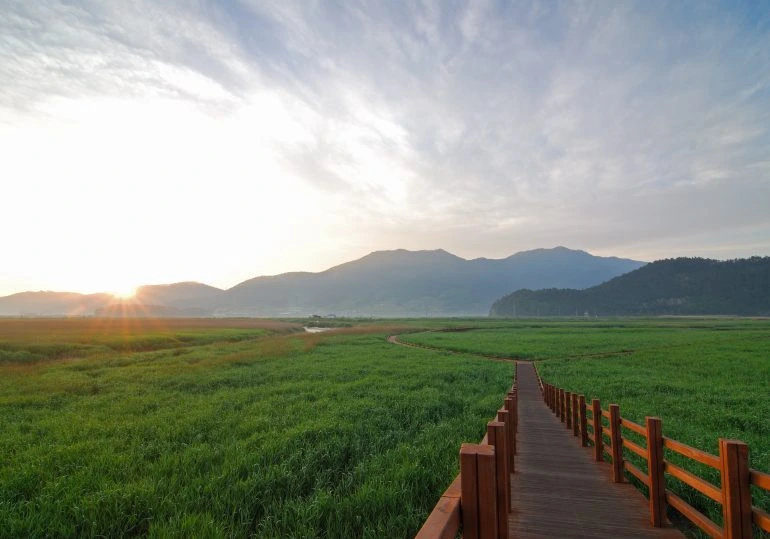 JOUR 12 - SUNCHEON - Entre marais scintillants et jardins apaisants